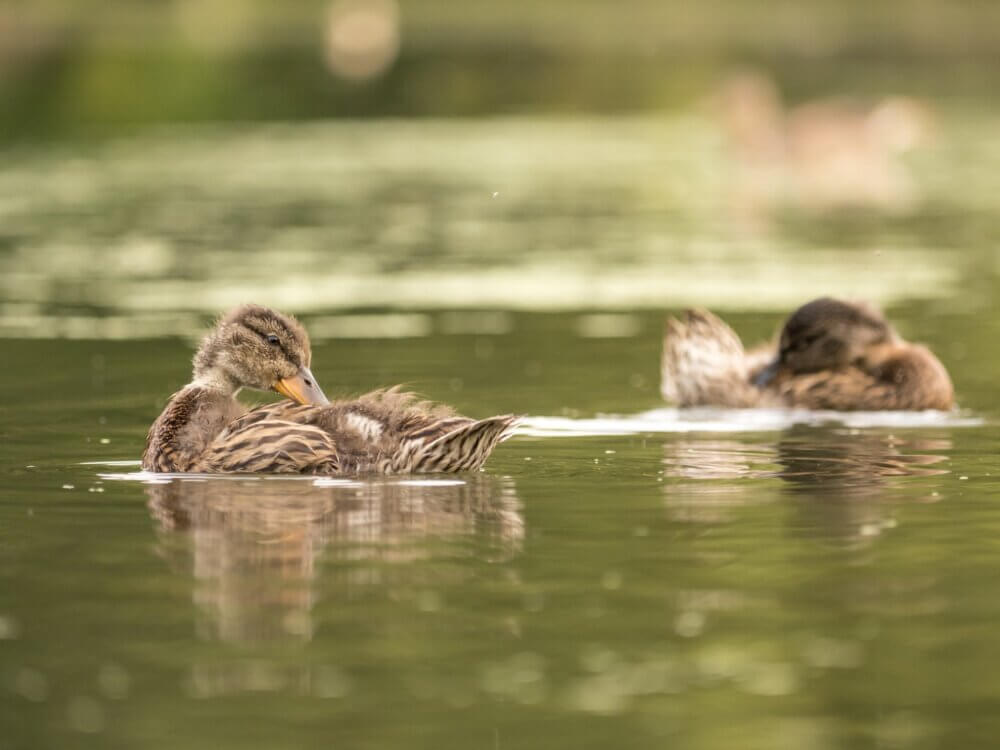 Two ducks float and preen their feathers on a calm lake, with greenery and reflections visible in the water. - Home Instead